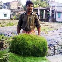 Lawn Grass Manufacturer Supplier Wholesale Exporter Importer Buyer Trader Retailer in Kolkata West Bengal India